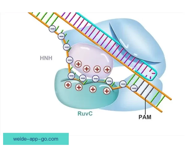 揭秘伟德是真是假背后的平台运作模式与用户真实体验分析